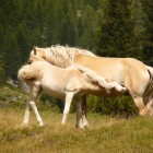 A mare and a foal